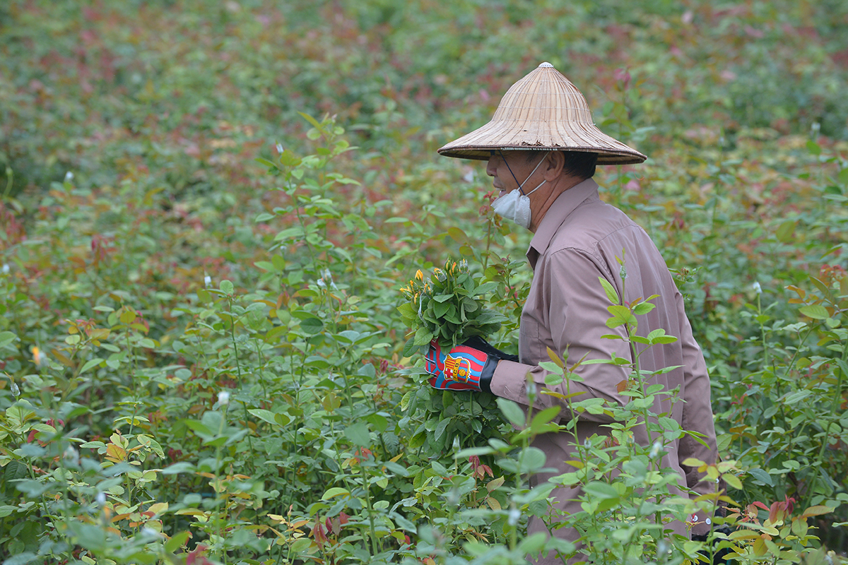 Làng hoa Tây Tựu khởi sắc sau nhiều tháng đìu hiu vì dịch - Ảnh 4.