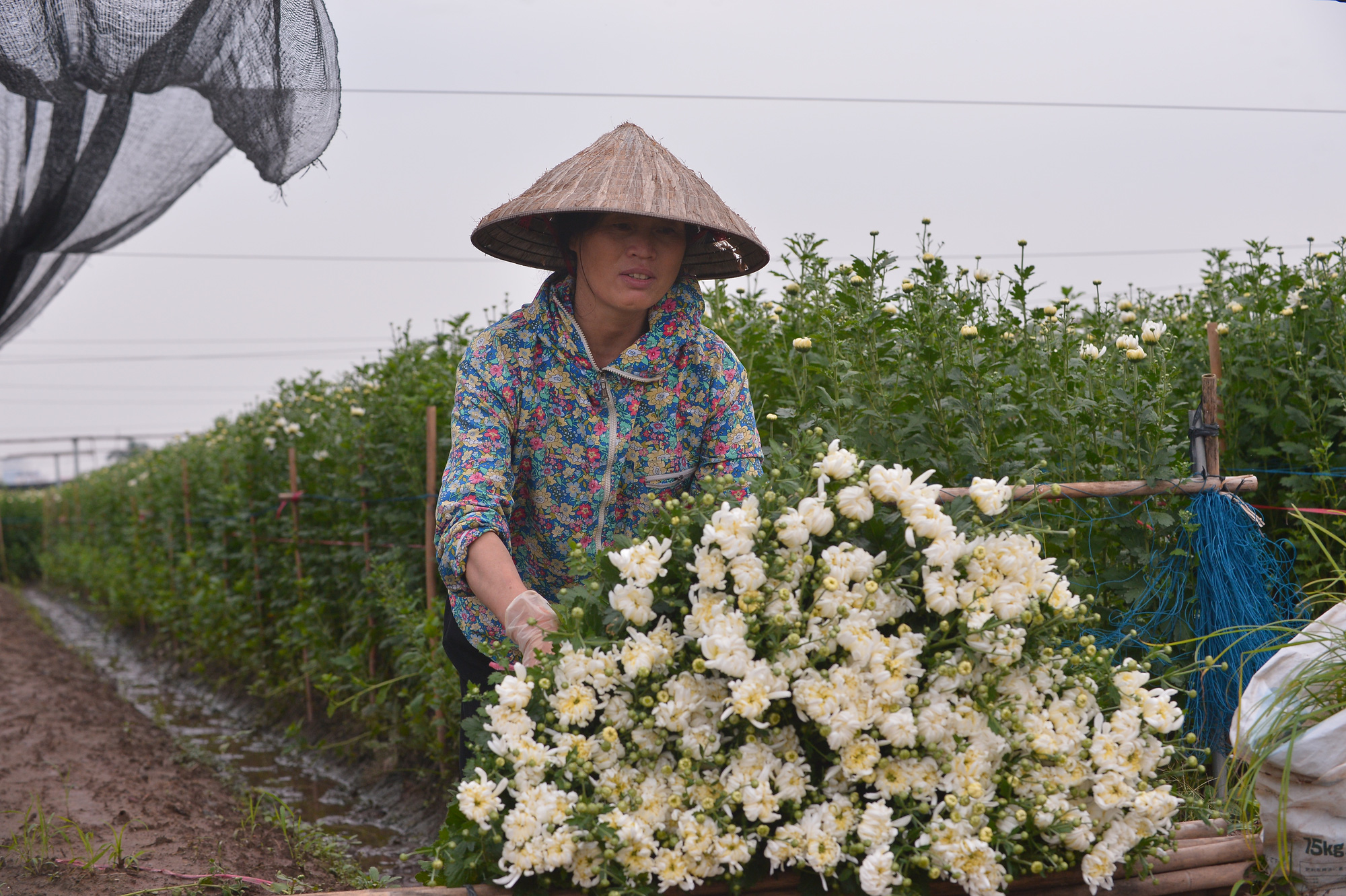 Làng hoa Tây Tựu khởi sắc sau nhiều tháng đìu hiu vì dịch - Ảnh 9.