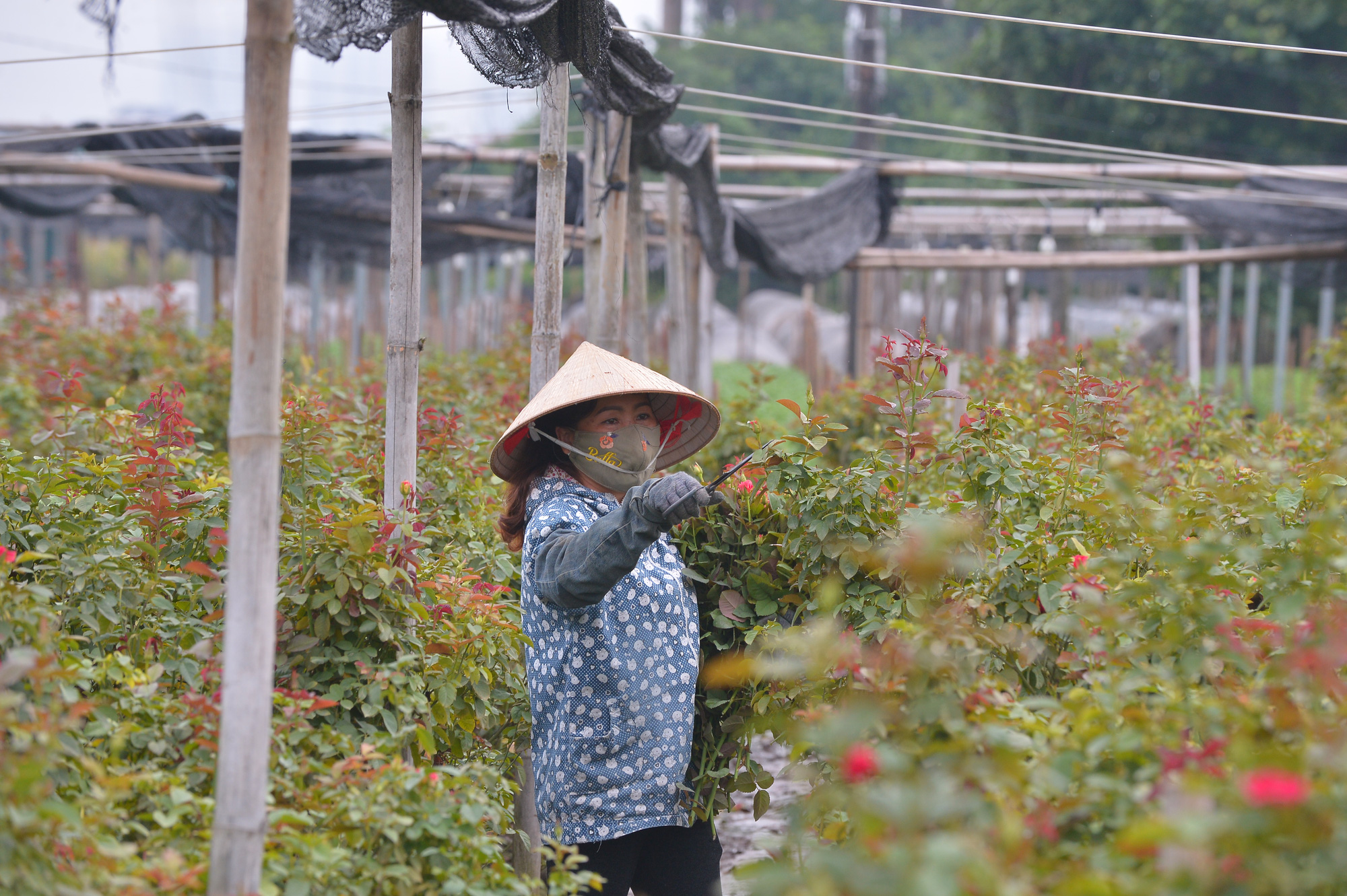 Làng hoa Tây Tựu khởi sắc sau nhiều tháng đìu hiu vì dịch - Ảnh 2.