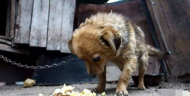 Chúng ta hãy xem những chú chó đáng yêu đang ăn xin để nhận được đồ ăn của họ. Chúng ta có thể cảm thấy một chút xúc động khi thấy họ phải xin ăn, nhưng cũng đừng quên rằng chúng ta có thể giúp họ và đem lại niềm vui cho cả hai bên.