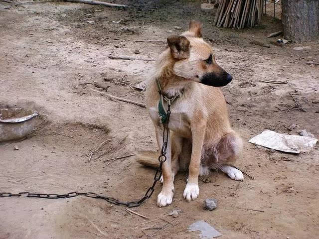 Our dog was chained for 10 years, released once before dying: The last act left the owner stunned and speechless!  - Photo 3.
