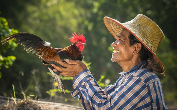 Mổ bụng gà thấy gan có dấu hiệu lạ, người dùng Tiktok thi nhau vào phỏng đoán gà bị ung thư gan rồi mắc Covid-19, chuyên gia chỉ ra căn bệnh không ngờ - Ảnh 5.