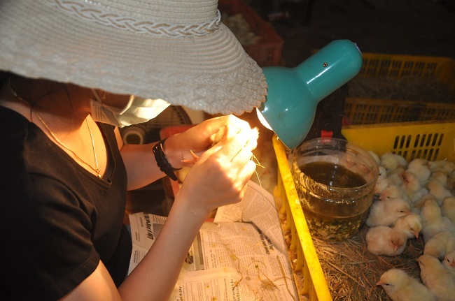 Kỳ lạ nhất Việt Nam: Một nghề trả thù lao 2 triệu/ngày vẫn luôn thiếu người - Ảnh 1. Kỳ lạ nhất Việt Nam: Một nghề trả thù lao 2 triệu/ngày vẫn luôn thiếu người - Ảnh 1.