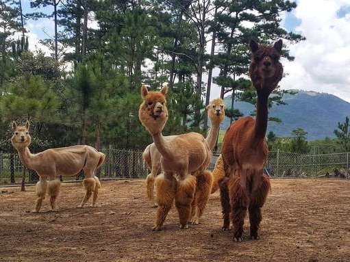 Zoodoo là một địa điểm lý tưởng cho các bạn thuộc hệ &quot;yêu động vật&quot; (ảnh: sưu tầm)