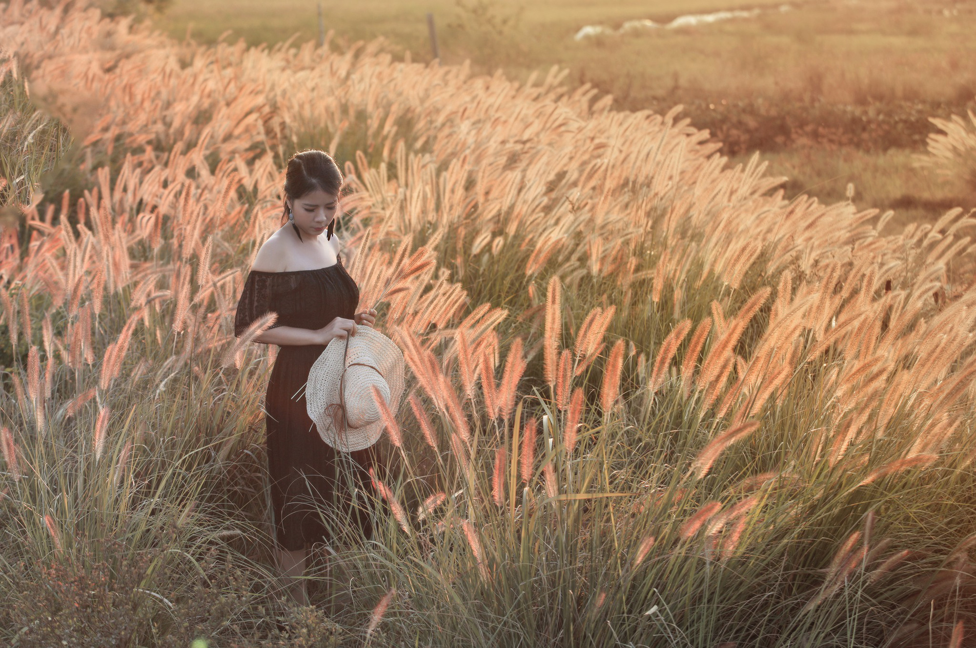 Cánh đồng cỏ lau ở Hà Nội đã vào mùa khoe sắc