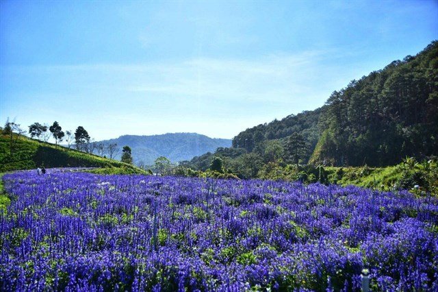 Top 10 loài hoa Đà Lạt đẹp nhất và địa điểm ngắm hoa mới nhất  - Ảnh 7.