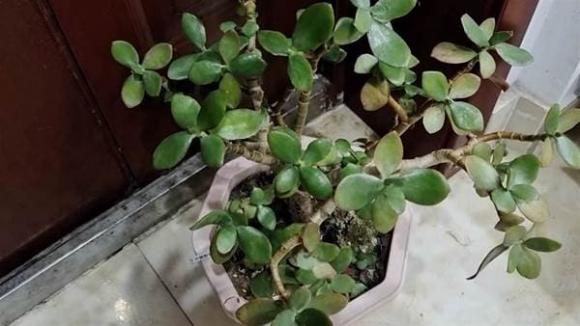 Dù bạn có tiền hay không thì cũng đừng đặt 4 thứ này trước cửa nhà! Đừng bỏ qua, hãy nói cho gia đình bạn nghe sau khi đọc - Ảnh 3. Dù bạn có tiền hay không thì cũng đừng đặt 4 thứ này trước cửa nhà! Đừng bỏ qua, hãy nói cho gia đình bạn nghe sau khi đọc - Ảnh 3.