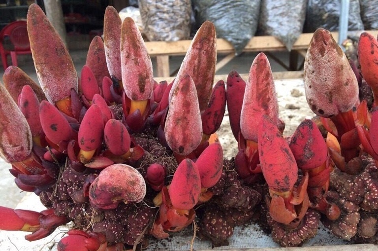 Nấm ngọc cẩu, Nấm ngọc cẩu,