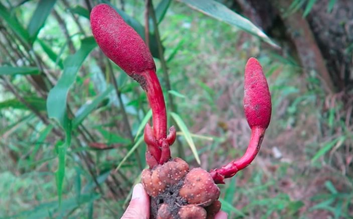 Nấm ngọc cẩu, Nấm ngọc cẩu,