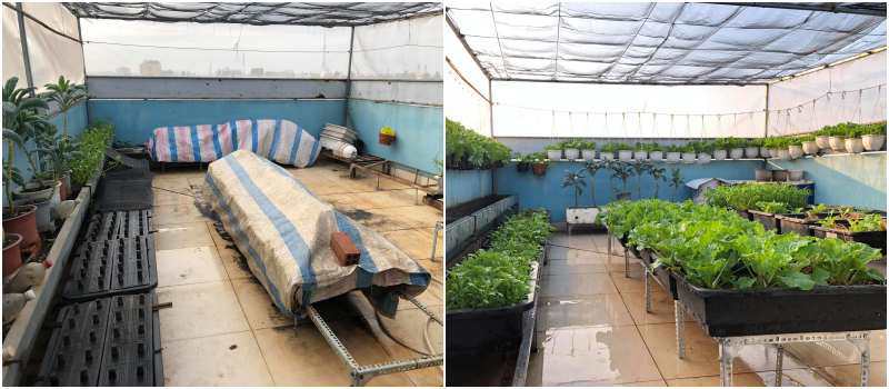 Mẹ đảm Đồng Nai cải tạo sân thượng 50m2 thành vườn xanh mướt,  đi chợ 0 đồng mỗi ngày - Ảnh 1.