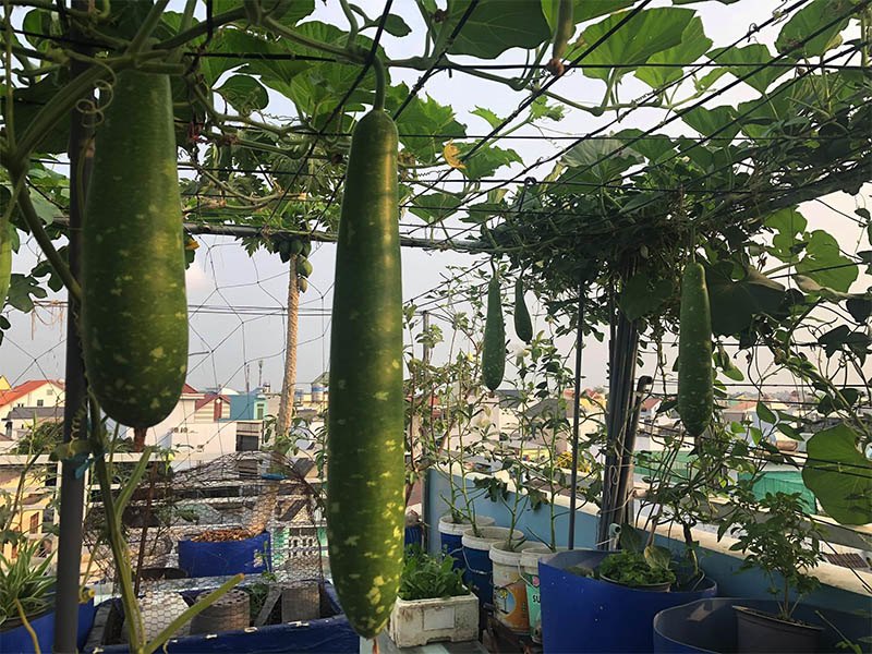 Mẹ đảm Đồng Nai cải tạo sân thượng 50m2 thành vườn xanh mướt,  đi chợ 0 đồng mỗi ngày - Ảnh 6.