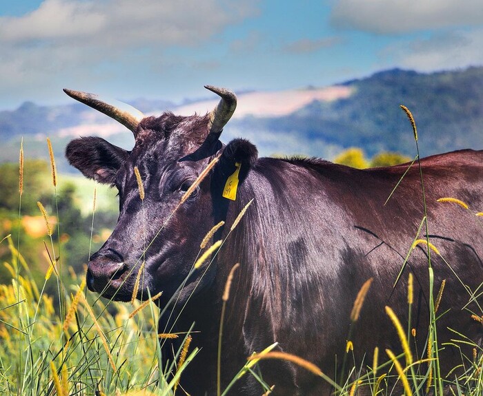 Kh&ocirc;ng phải Kobe, đ&acirc;y mới l&agrave; loại thịt b&ograve; hiếm nhất thế giới - Ảnh 1.