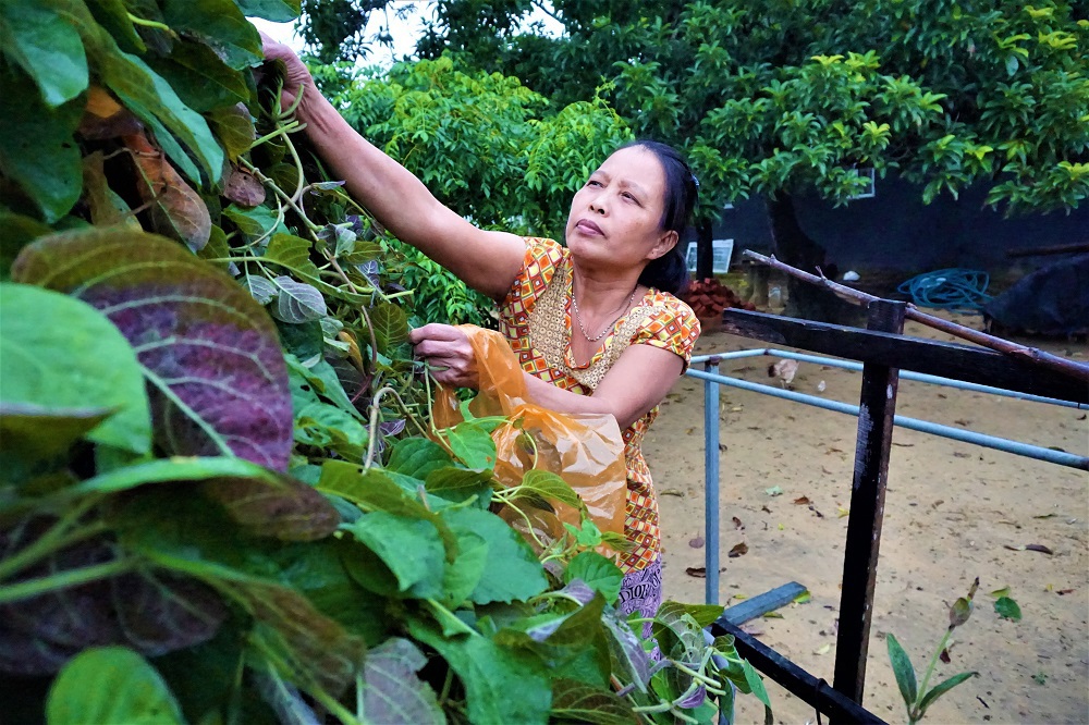 'Hái ra tiền' với cây leo bờ rào mà không mất một đồng đầu tư - Ảnh 1.