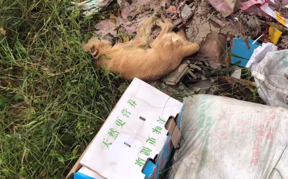 Đi qua bãi rác thấy xác 1 con chó, chàng trai đến gần, tá hỏa phát hiện "món quà" bên cạnh
