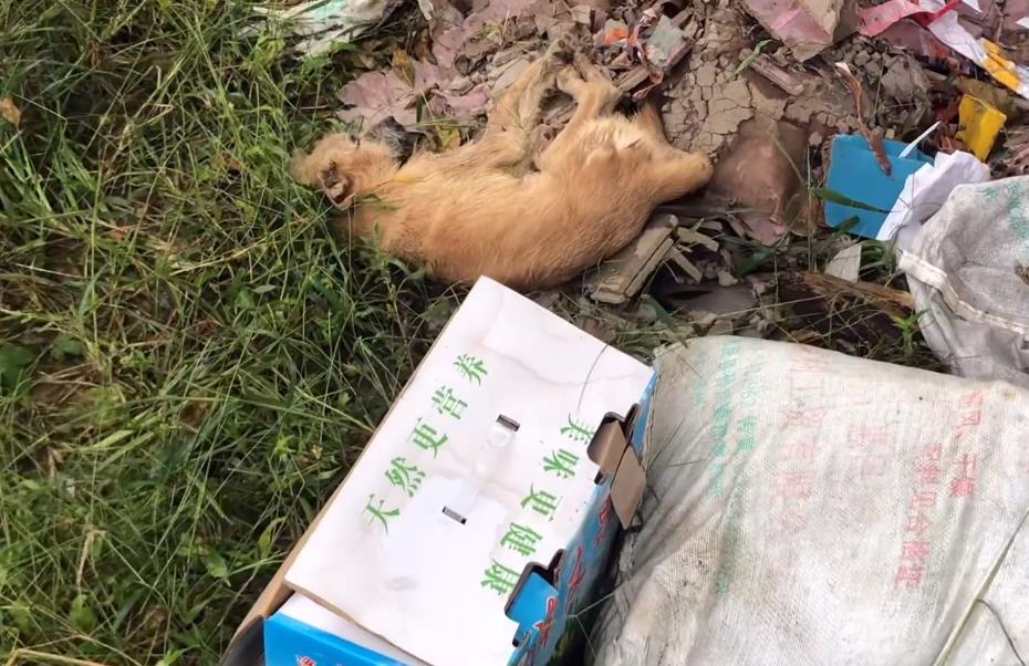 Đi qua bãi rác thấy xác 1 con chó, chàng trai đến gần, tá hỏa phát hiện món quà bên cạnh - Ảnh 1.