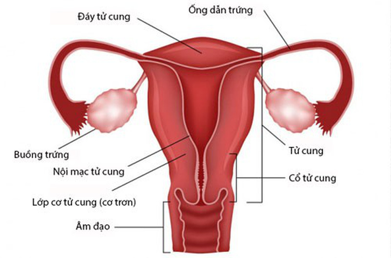 Muốn có thai cần nhận biết được dấu hiệu rụng trứng - Ảnh 3.