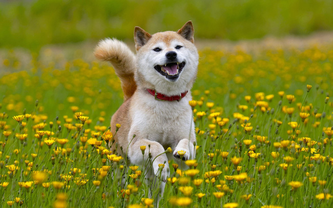 Cơn sốt kỳ lạ 'ảo mà thật': 'Coin chó' tăng gần 800% trong 1 tháng, người người nhà nhà đổ xô tìm nuôi cún Shiba Inu - Ảnh 1.