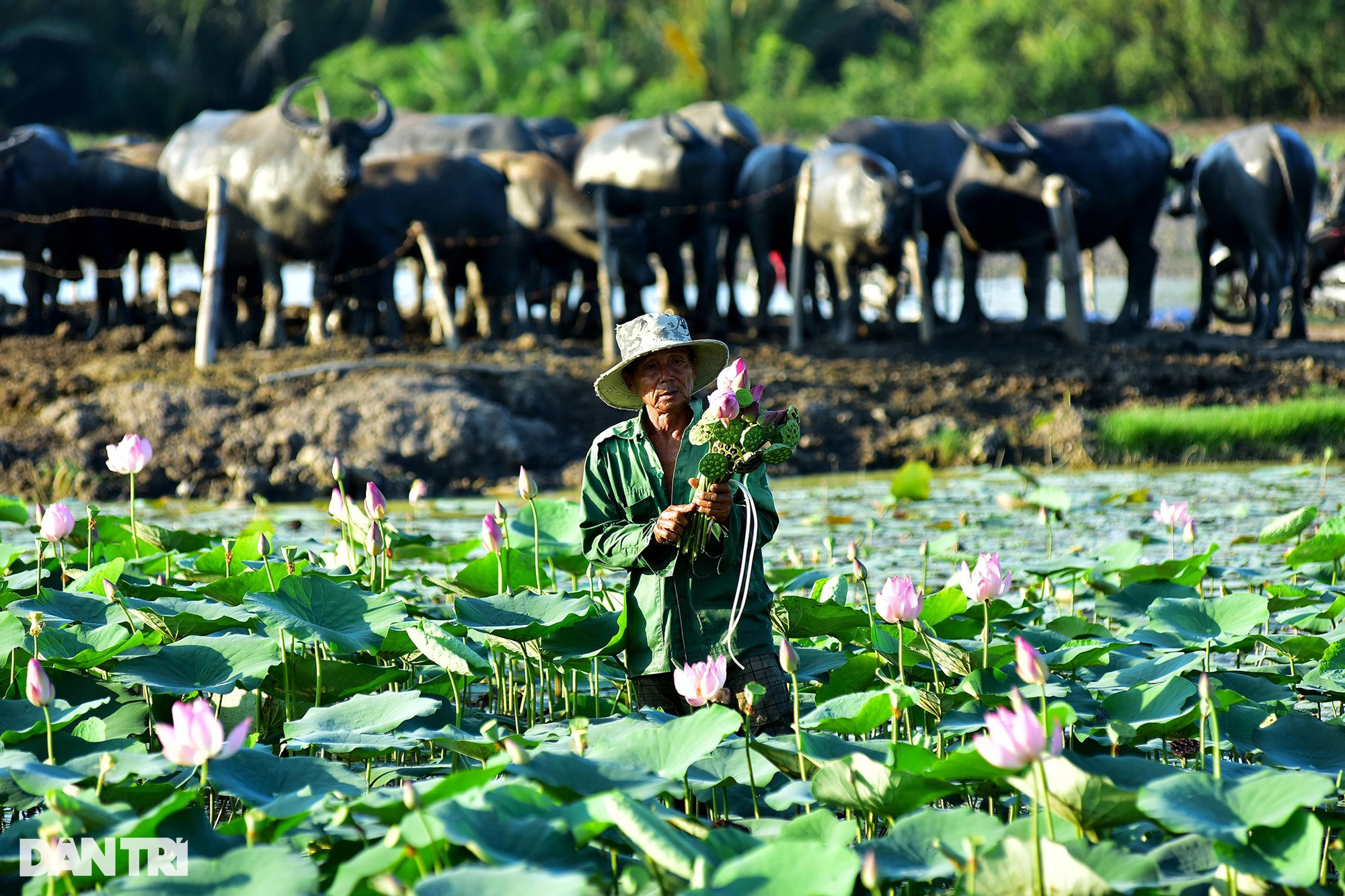 Lão nông 40 năm chăn trâu quanh những tòa cao ốc chọc trời ở Sài Gòn - Ảnh 10. Lão nông 40 năm chăn trâu quanh những tòa cao ốc chọc trời ở Sài Gòn - Ảnh 10.