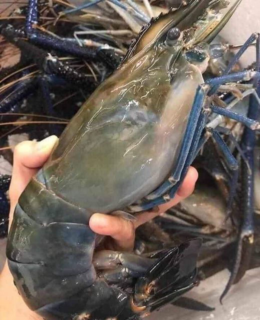 Tôm càng xanh cỡ đại rẻ khó tin, khách mua ngán ngẩm lắc đầu - Ảnh 2. Tôm càng xanh cỡ đại rẻ khó tin, khách mua ngán ngẩm lắc đầu - Ảnh 2.