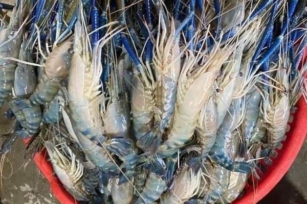 Tôm càng xanh cỡ đại rẻ khó tin, khách mua ngán ngẩm lắc đầu - Ảnh 1. Tôm càng xanh cỡ đại rẻ khó tin, khách mua ngán ngẩm lắc đầu - Ảnh 1.