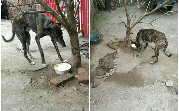 Cưu mang chú chó hoang nhưng chăm mãi không béo, chủ nhân ngỡ ngàng trước thân thế của nó - Ảnh 1.