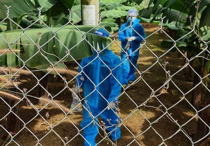 V&agrave;o khu c&aacute;ch ly được 1 ng&agrave;y th&igrave; bỏ trốn, F0 được t&igrave;m tr&ecirc;n ngọn c&acirc;y - Ảnh 1.