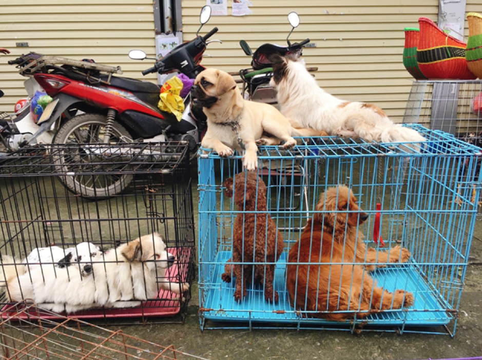 Phía sau những chợ mua bán chó cảnh tự phát ở Hà Nội - Ảnh 4.