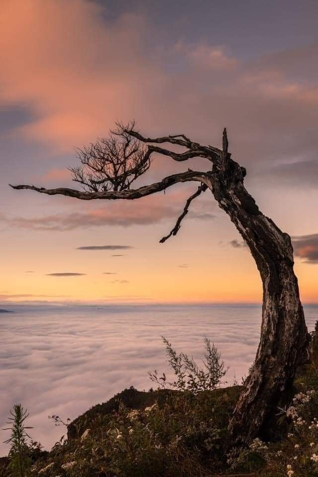 Đ&atilde; t&igrave;m ra người chặt c&acirc;y phong ba đẹp nhất biển m&acirc;y Lảo Thẩn - Y T&yacute; - Ảnh 1.