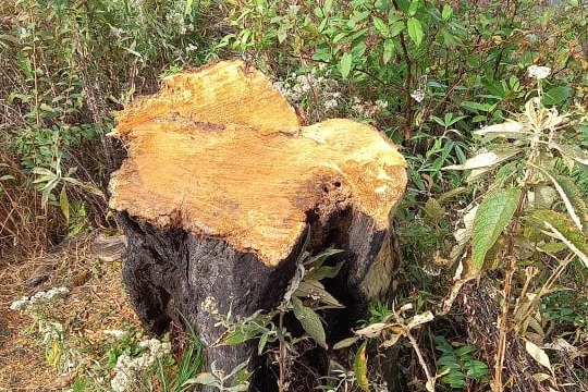 Đ&atilde; t&igrave;m ra người chặt c&acirc;y phong ba đẹp nhất biển m&acirc;y Lảo Thẩn - Y T&yacute; - Ảnh 3.