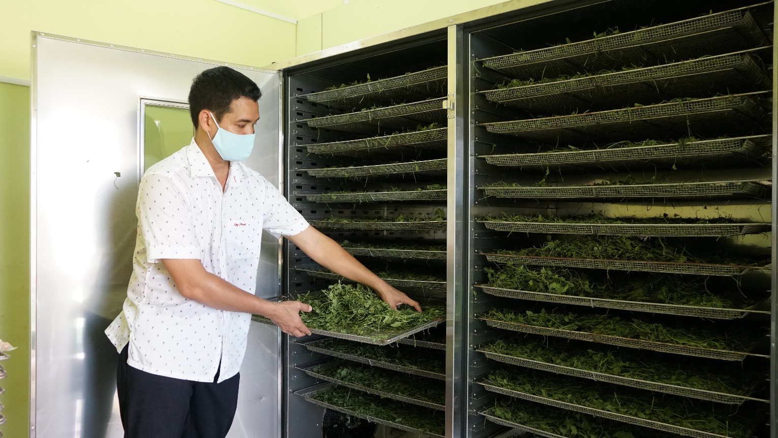 Bỏ 1,5 tỷ đồng trồng loại rau 'xưa nhổ vứt đi', 8x Đồng Tháp thu bộn tiền - Ảnh 8.