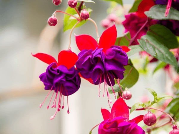 3 loại hoa có thể nở không cần ánh sáng, càng tối hoa càng xum xuê - Ảnh 1.