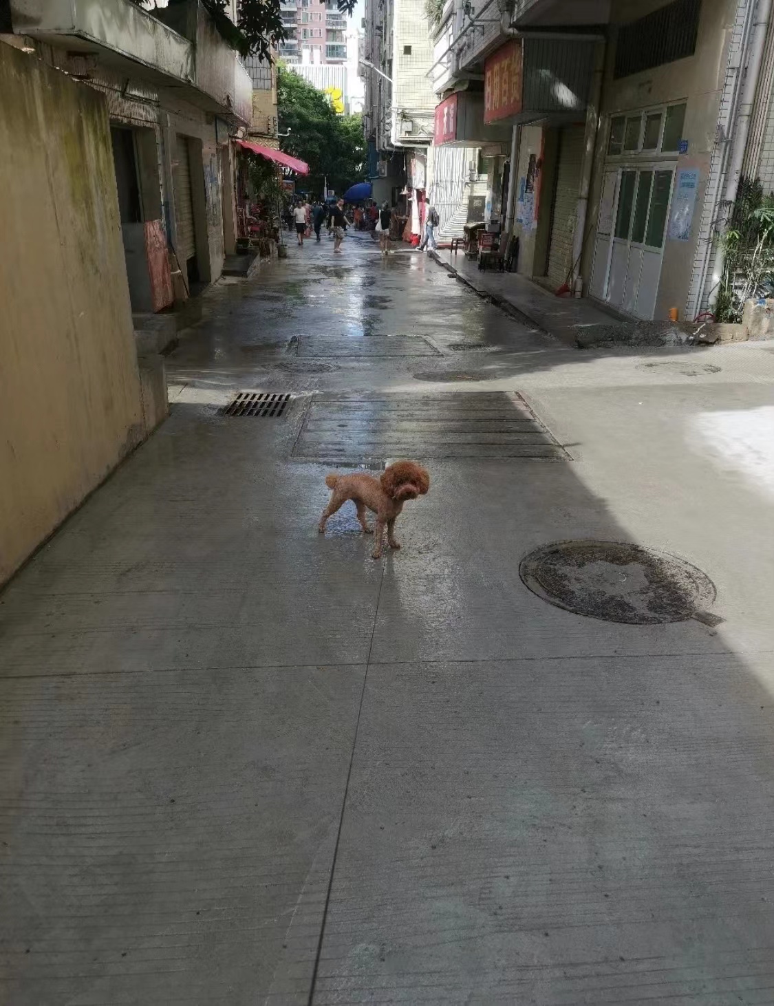Sen đòi bồi thường 176 triệu vì cún cưng bị điện giật tử vong khi phóng uế ven đường, toàn khu phố hoang mang trước nguyên nhân gây tai nạn - Ảnh 2.