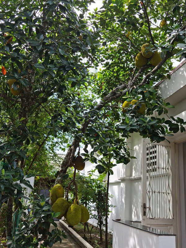 Sau dịch Việt Trinh trở về biệt thự ở Bình Dương, thu hoạch 1 sân đầy hoa quả - Ảnh 9.