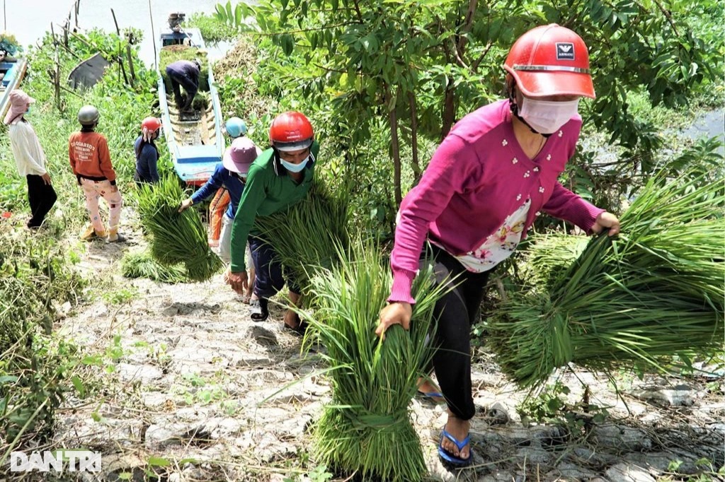 Nghề 'độc', lạ ở miền Tây, chỉ buôn bán mỗi cỏ dại mà đắt như tôm tươi - Ảnh 8.