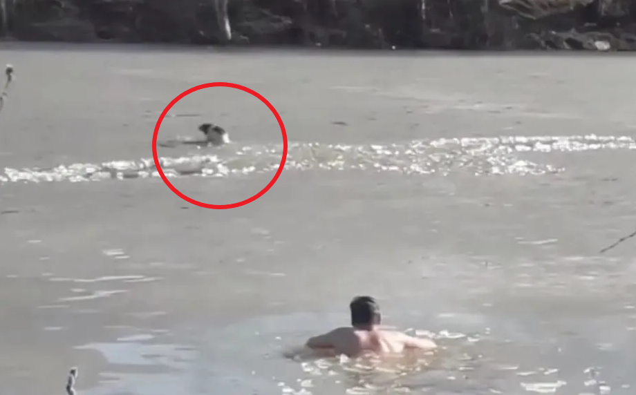 Nhảy xuống sông cứu chú chó, được nửa đường thấy 1 thứ người đàn ông lập tức bơi vào bờ - Ảnh 1.