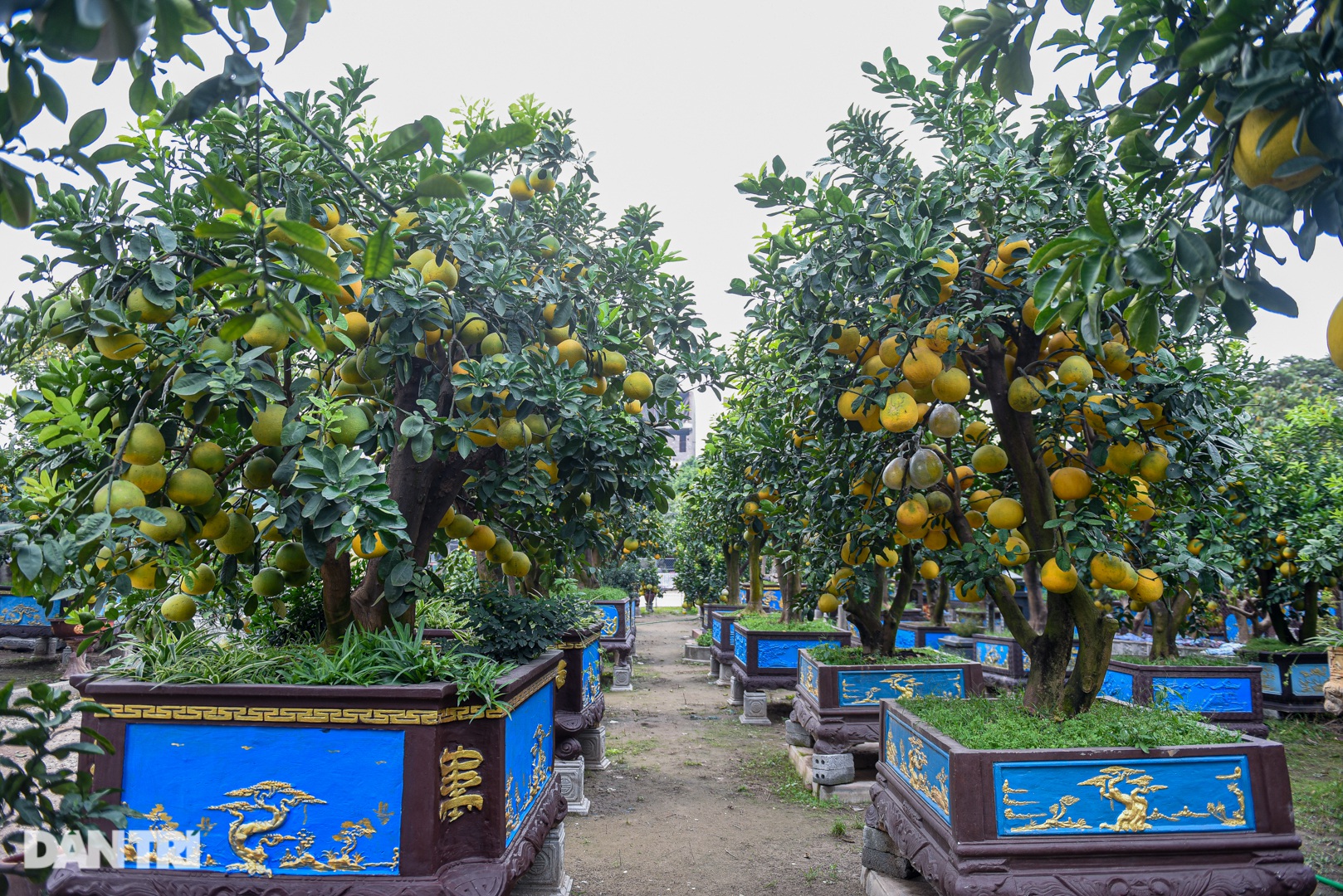 Cây bưởi dáng độc, khách &quot;đổi 2 cây vàng&quot; chủ vẫn không bán ở Hưng Yên - Ảnh 10.