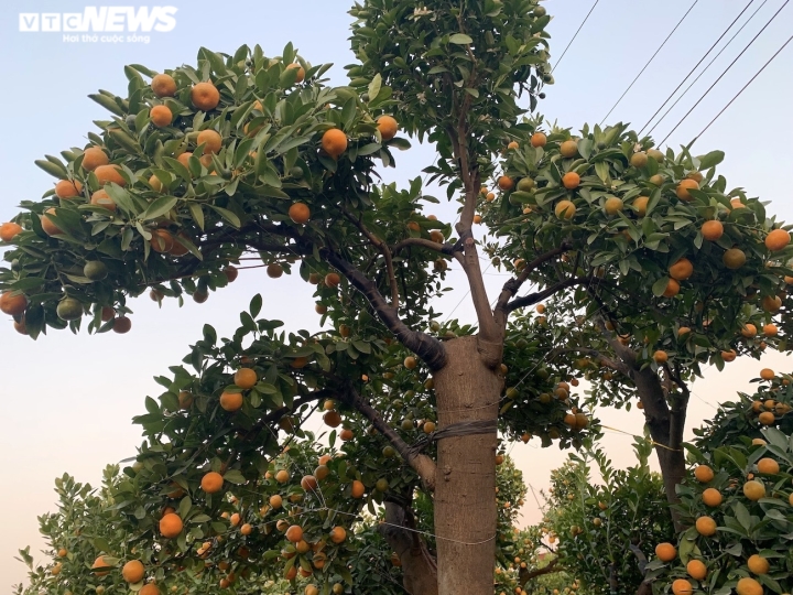 Hàng độc trăm triệu chơi Tết: Quất, chanh sai lúc lỉu trên thân bưởi cổ thụ - Ảnh 5.