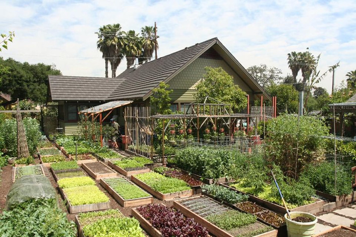 Khu vườn trồng rau quả sạch rộng 4000m² của gia đình nhiều thế hệ gắn bó với nghề nông - Ảnh 1.