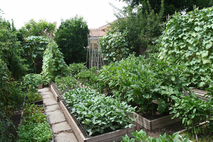 Khu vườn trồng rau quả sạch rộng 4000m² của gia đình nhiều thế hệ gắn bó với nghề nông - Ảnh 13.
