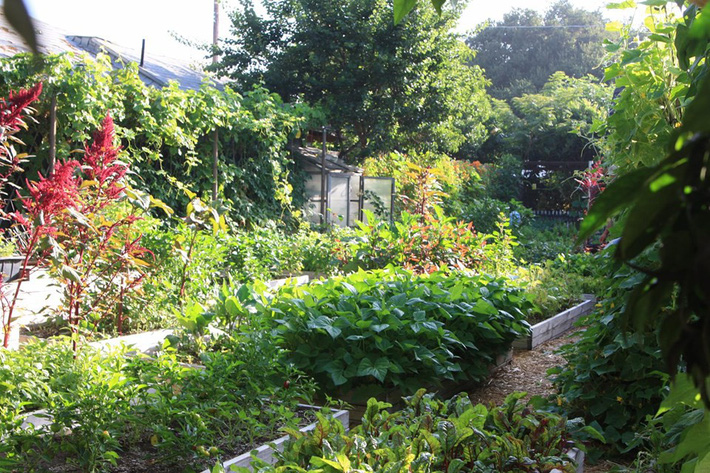 Khu vườn trồng rau quả sạch rộng 4000m² của gia đình nhiều thế hệ gắn bó với nghề nông - Ảnh 24.