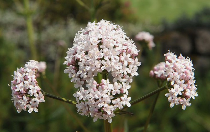 Để giảm stress và thêm yêu đời thì đừng bỏ qua 4 loài hoa này trong khu vườn nhà bạn - Ảnh 4.