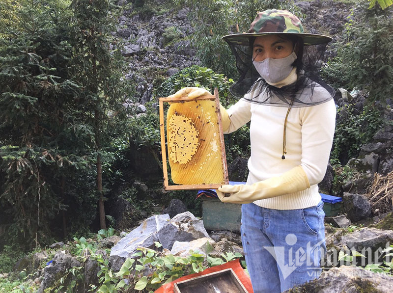 Đặc sản cao nguyên đá: Mỗi năm một lần, chờ hoa nở thu hàng trăm tỷ - Ảnh 7.