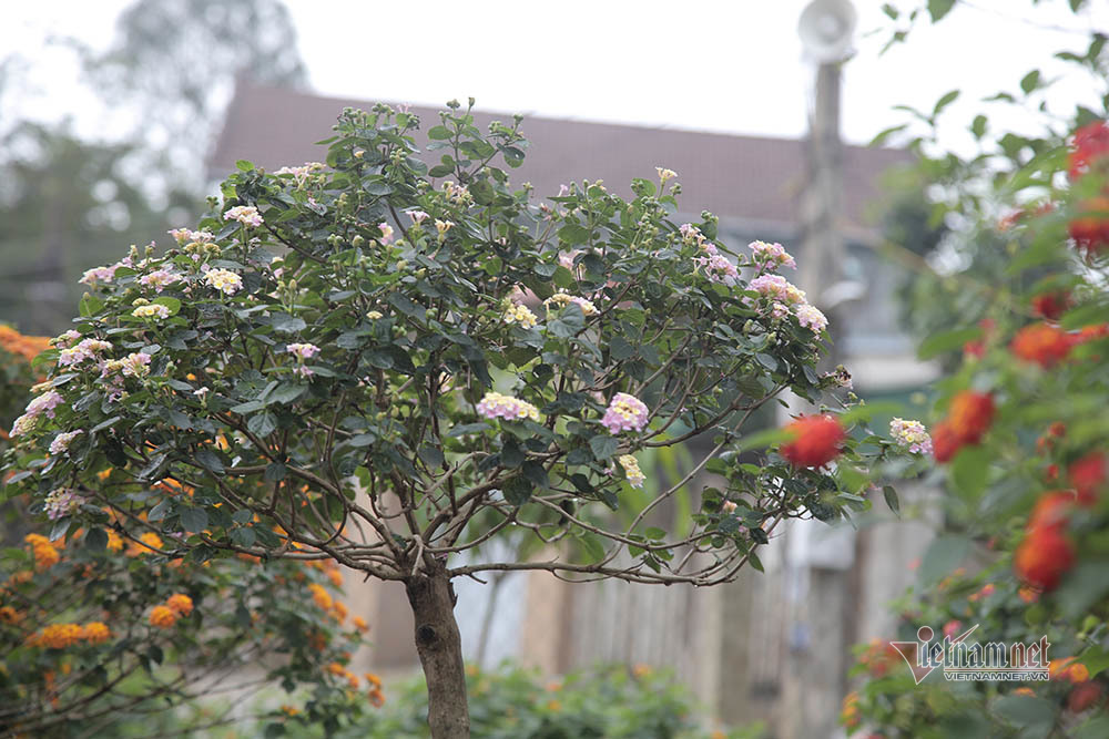 Cây hoa 5 màu nở trên thân cây dại: Hàng lạ tết này, ra giá tiền triệu - Ảnh 13.