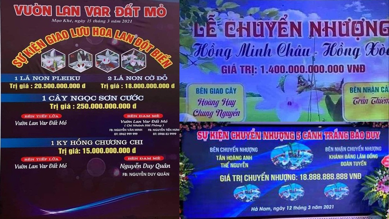 Lan đột biến hay &quot;lan đột quỵ&quot; mà khiến kẻ bán nhà, người ôm nợ? - Ảnh 2.