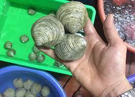 Loài hải sản có tên xấu dã man, nhưng nổi tiếng là món ăn ngon nhất là thứ rượu ngâm ông uống bà khen - Ảnh 1. Loài hải sản có tên xấu dã man, nhưng nổi tiếng là món ăn ngon nhất là thứ rượu ngâm ông uống bà khen - Ảnh 1.