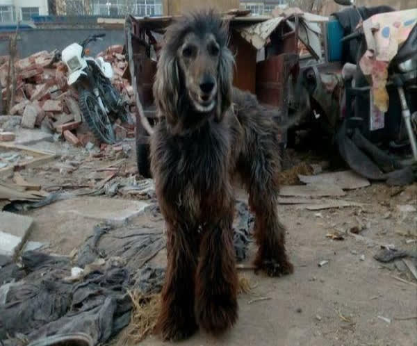 Ông lão nghèo nhặt chó từ bãi rác về nuôi, 6 tháng sau nở mũi khi biết danh tính con vật - Ảnh 1.