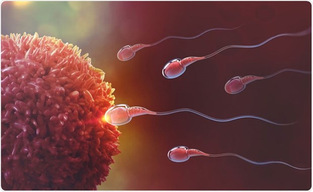 COVID-19 có thể ảnh hưởng đến hệ sinh sản của nam giới trong 2 tháng | Khoa học | Vietnam+ (VietnamPlus) - Ảnh 1.