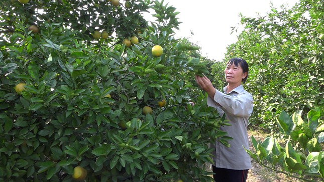 Xuất hiện cam 'trái vụ' bán chạy hơn cam Vinh, Cao Phong dịp Tết Nguyên đán - Ảnh 1.