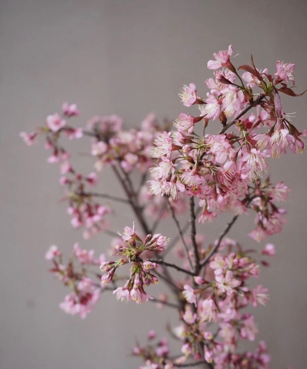 Chị em đổi gi&oacute; đ&oacute;n Tết dương c&ugrave;ng hoa anh đ&agrave;o nhập khẩu vừa xinh vừa độc m&agrave; c&ograve;n đ&oacute;n lộc đầy nh&agrave;