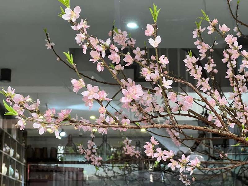 Đào rừng ồ ạt xuống phố sớm, giá rẻ chưa từng có - Ảnh 1. Đào rừng ồ ạt xuống phố sớm, giá rẻ chưa từng có - Ảnh 1.